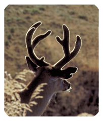 DF35-310 Gone Hunting (Deer)